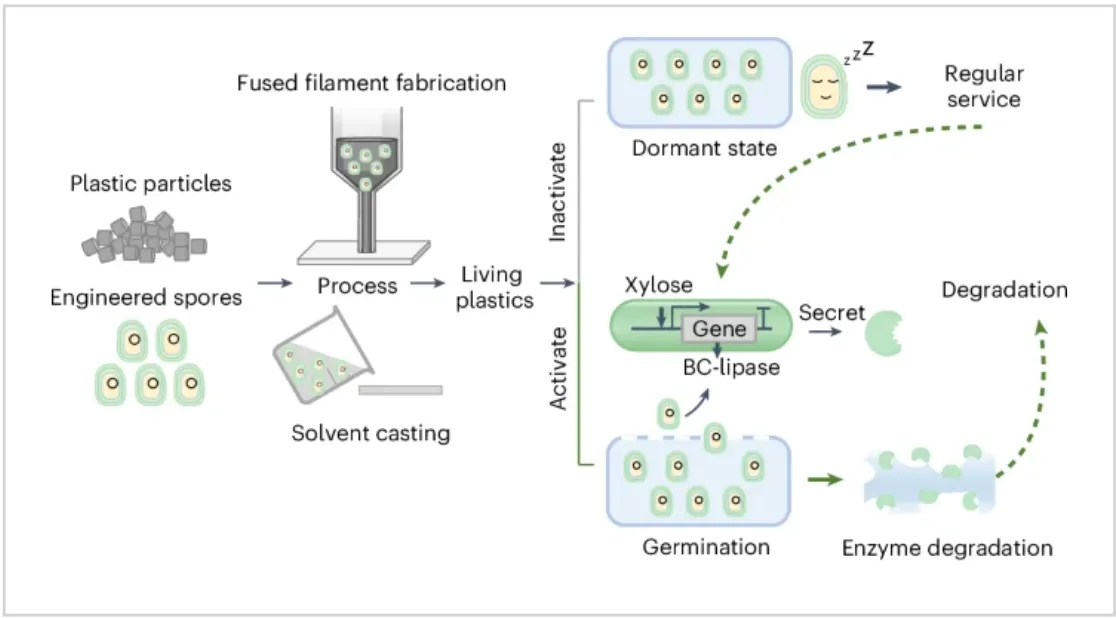 Plastik Terurai Bakteri - Inovasi China Hancurkan Limbah dalam 6 Hari 3 Diagram mekanisme penguraian plastik oleh bakteri